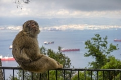 monos-zona-alta-del-pen-con-turistas-01_9225070430_o