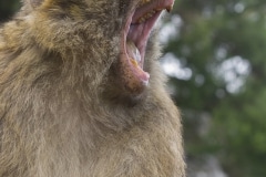 monos-zona-alta-del-pen-con-turistas-03_9225072732_o