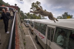 monos-zona-alta-del-pen-con-turistas-04_9222295155_o
