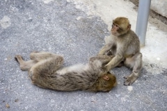 monos-zona-alta-del-pen-con-turistas-08_9225077022_o