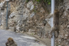 monos-zona-alta-del-pen-con-turistas-09_9222299039_o