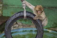 monos-zona-alta-del-pen-con-turistas-12_9225073978_o