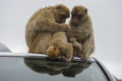 monos-zona-alta-del-pen-con-turistas-13_9222296481_o