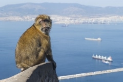 los-macacos-de-berbera-smbolo-inequvoco-de-gibraltar_22118329403_o